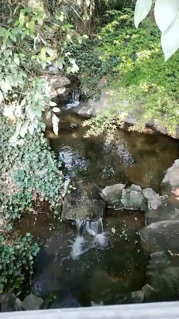 春雨直播app